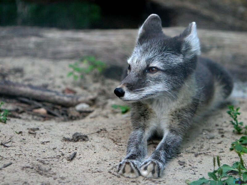 Arctic Fox Cub