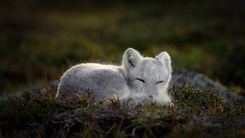 Arctic Fox Cub — White, Serene