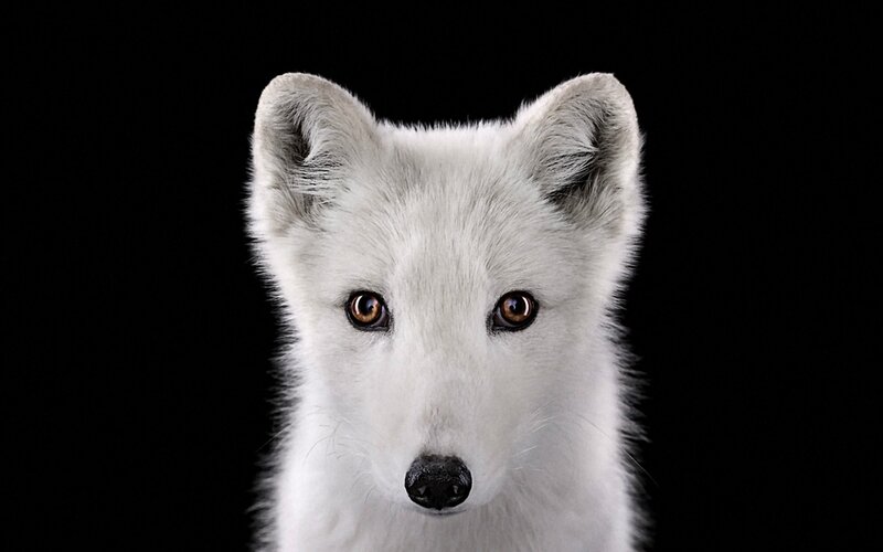 Arctic Fox Face
