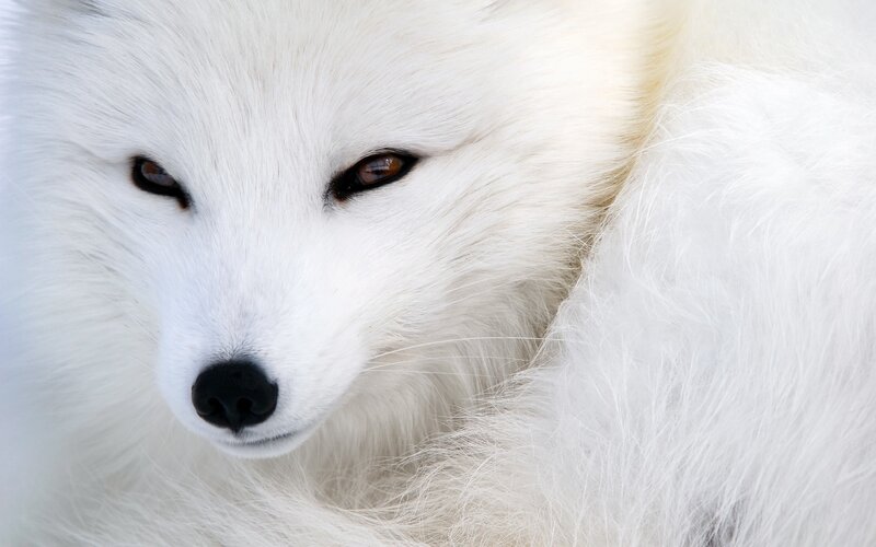 Arctic Fox Face — White