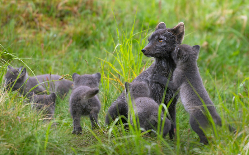 Arctic Fox Family — Green