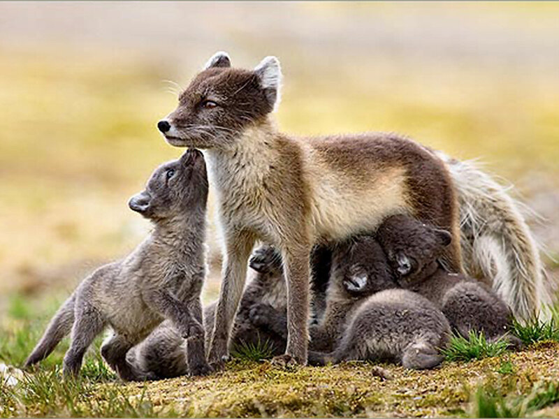 Arctic Fox Family