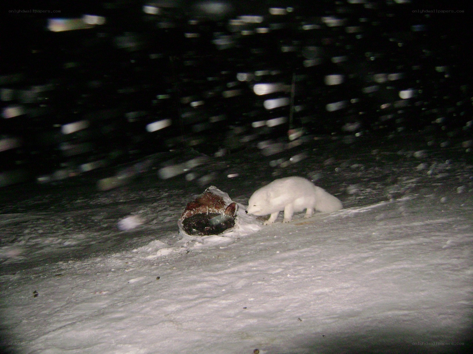 Arctic fox feeding on prey