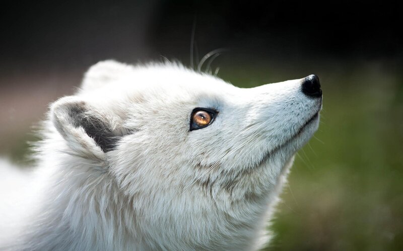 Arctic Fox Head