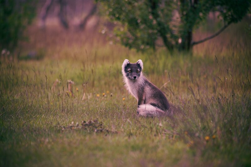 Arctic fox in a meadow