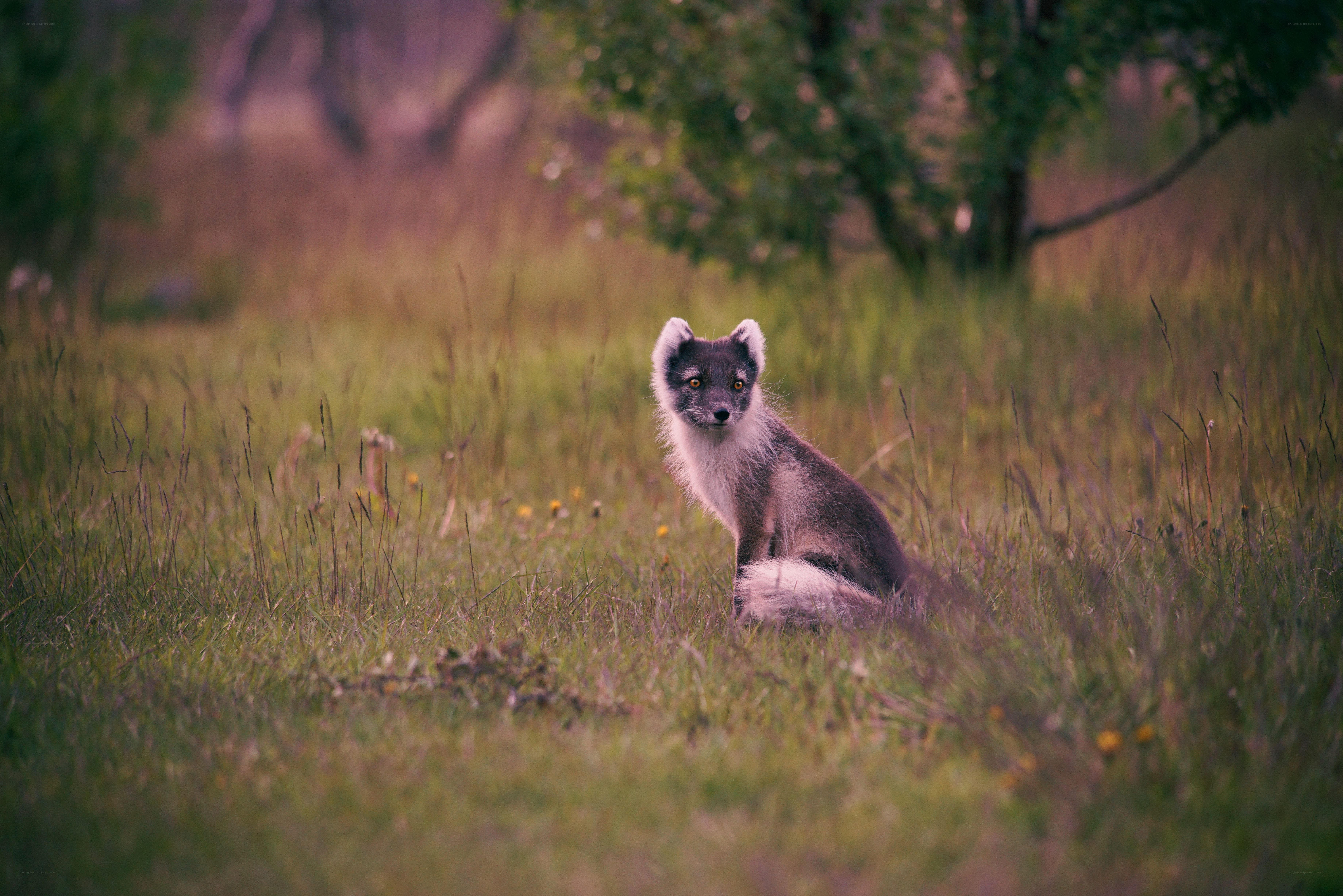 Arctic fox in a meadow