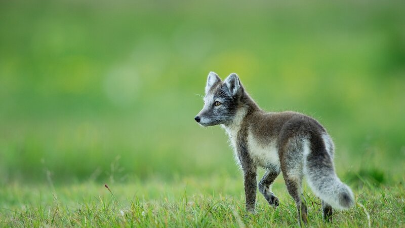 Arctic Fox in Grass