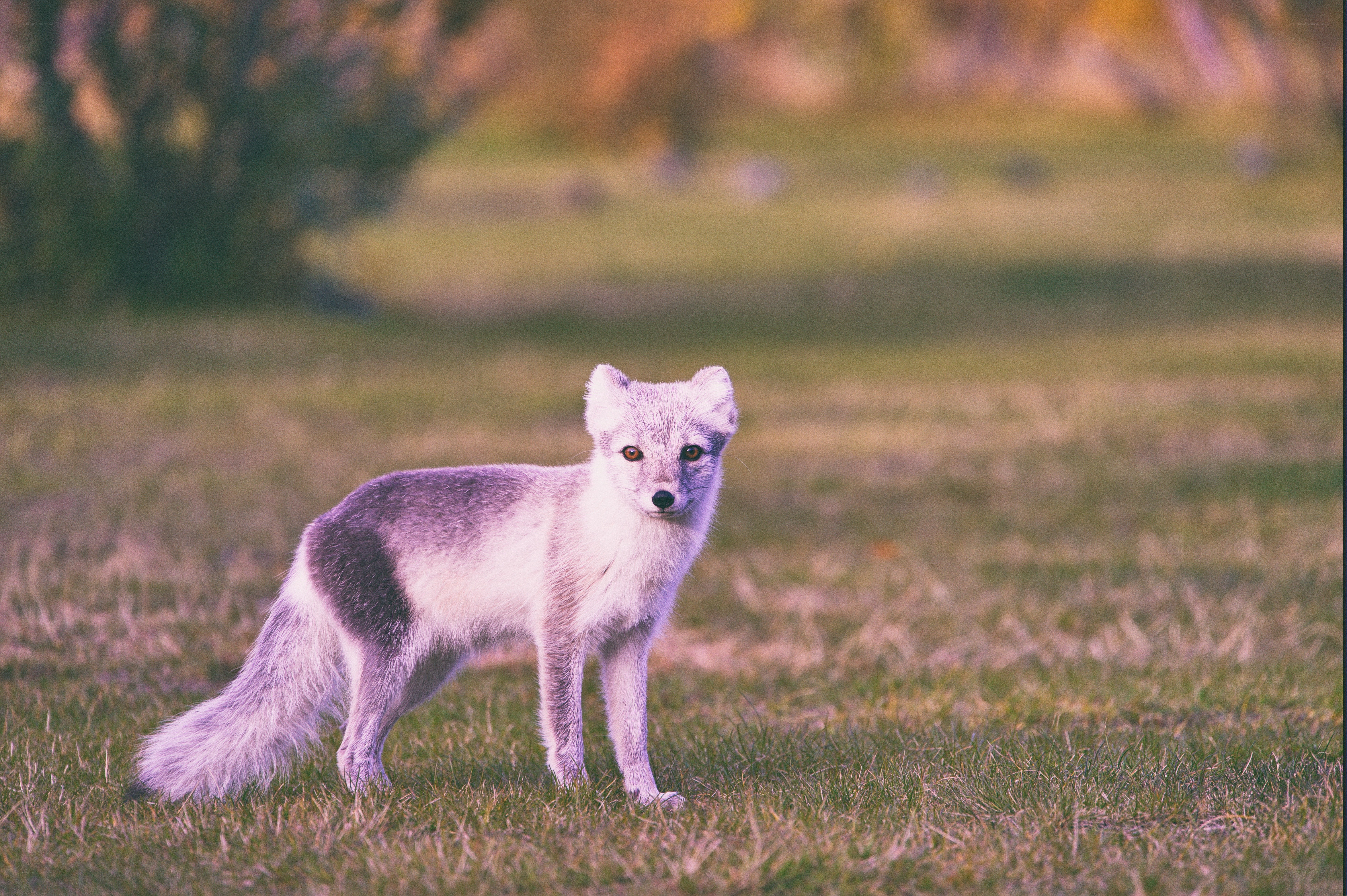 Arctic fox in grassy field