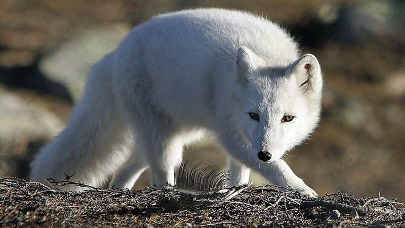 Arctic Fox in Motion