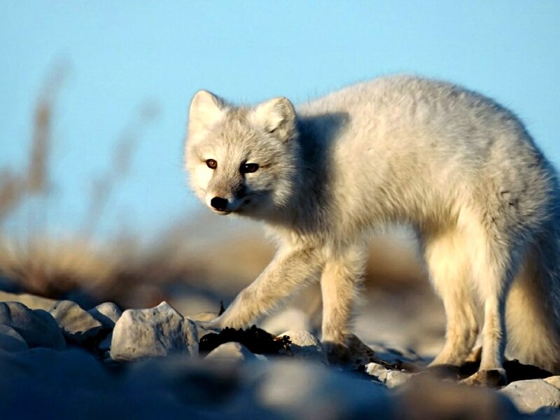 Arctic fox in natural habitat