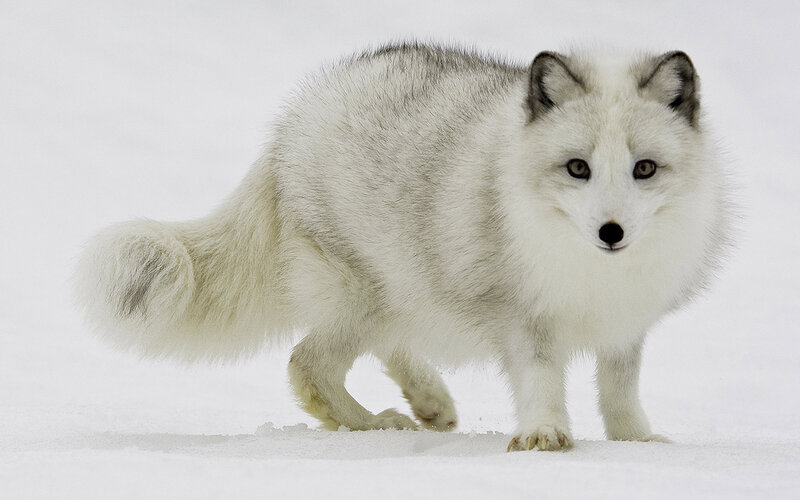Arctic fox in snow