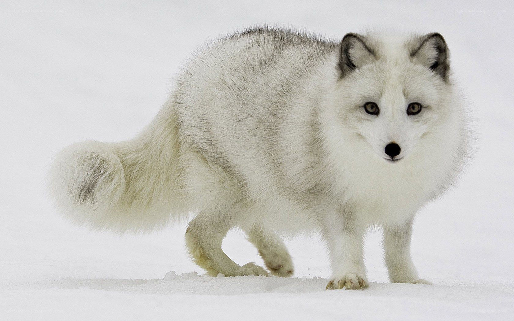 Arctic fox in snow
