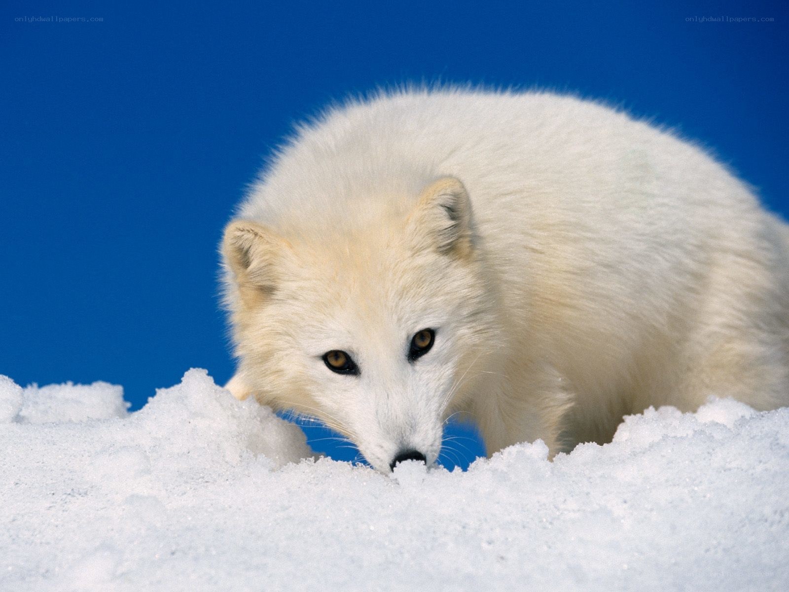 Arctic fox in snow