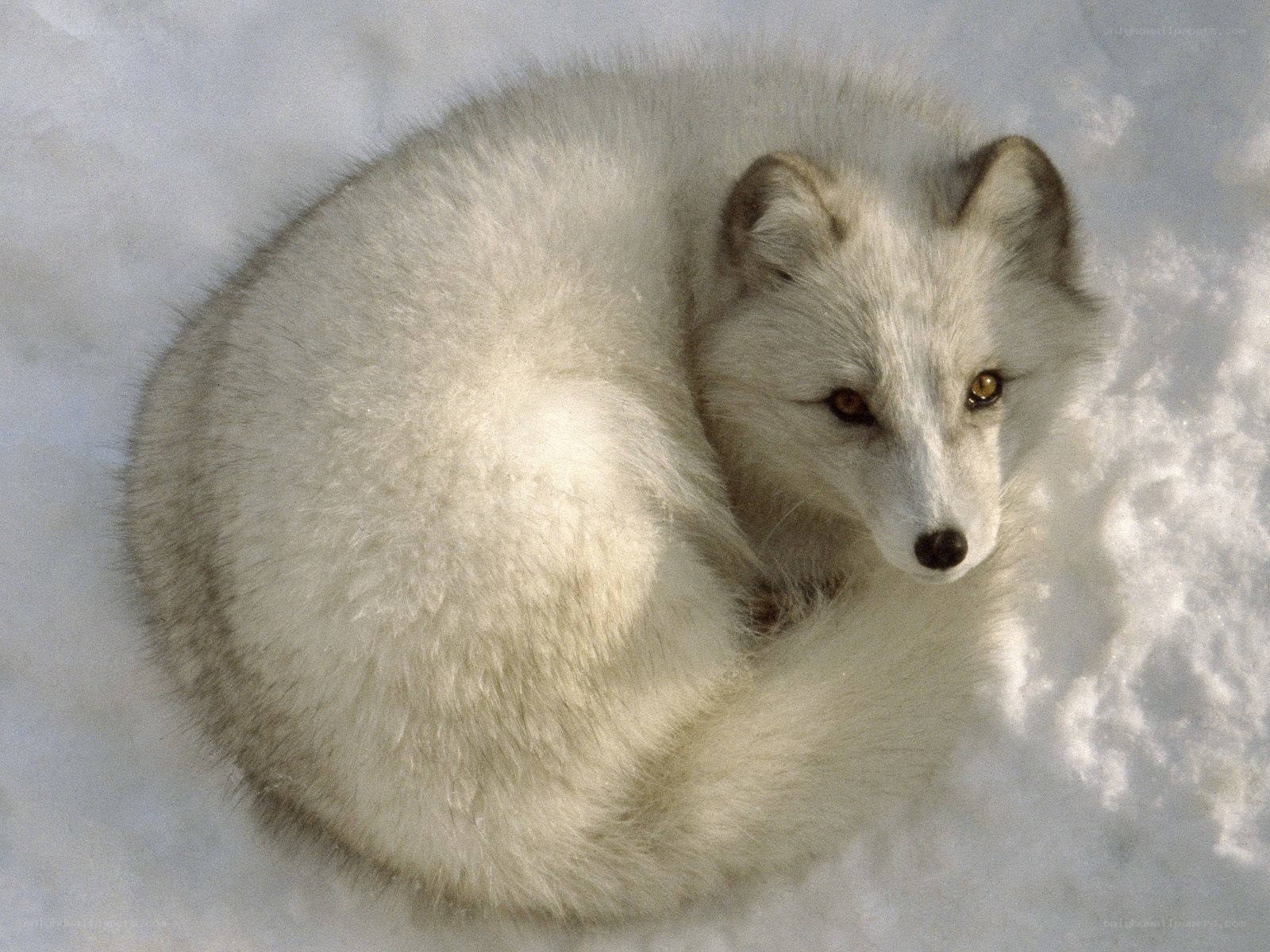 Arctic fox in snow
