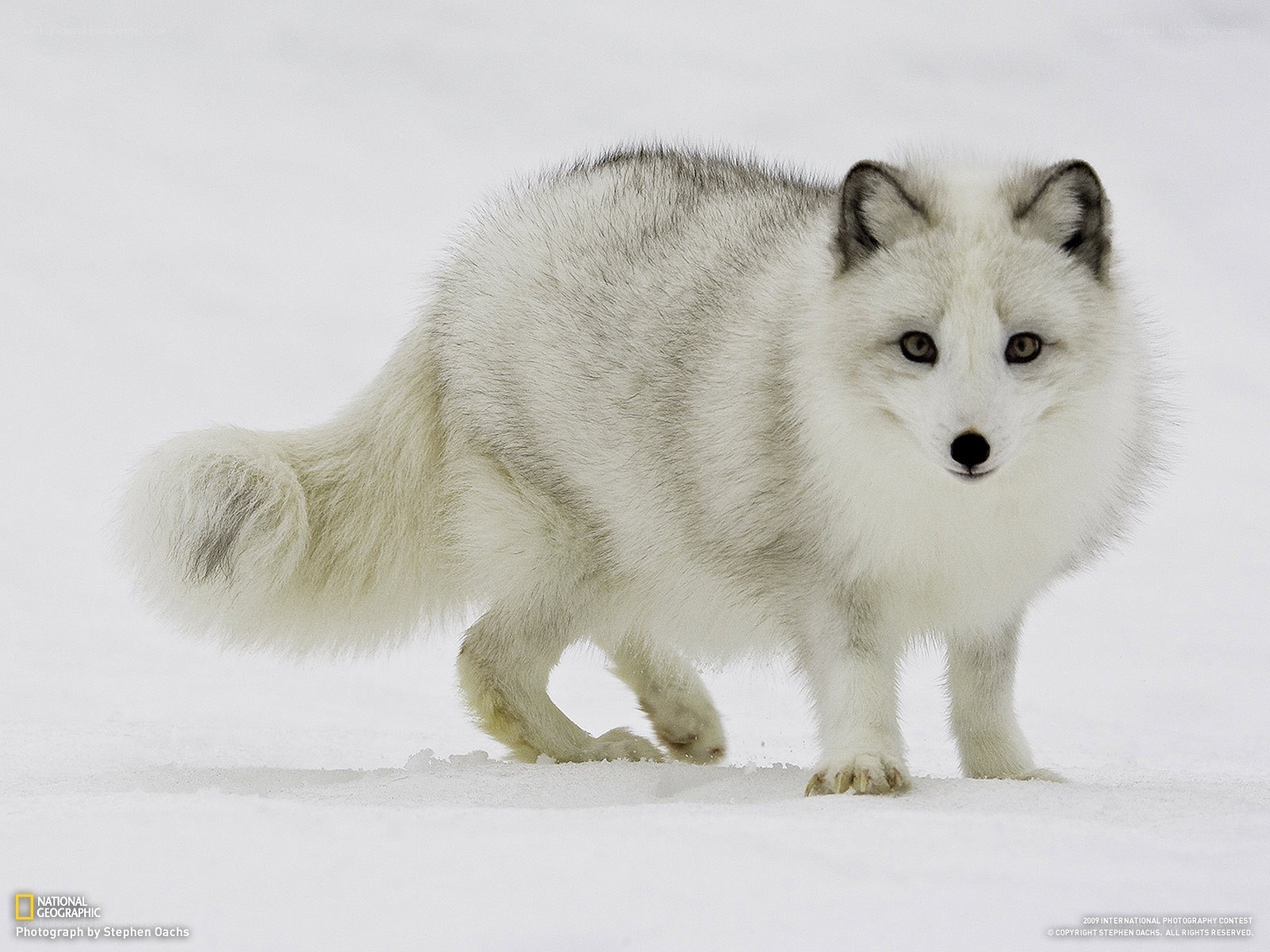 Arctic fox in snow