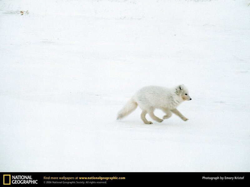 Arctic fox in snow