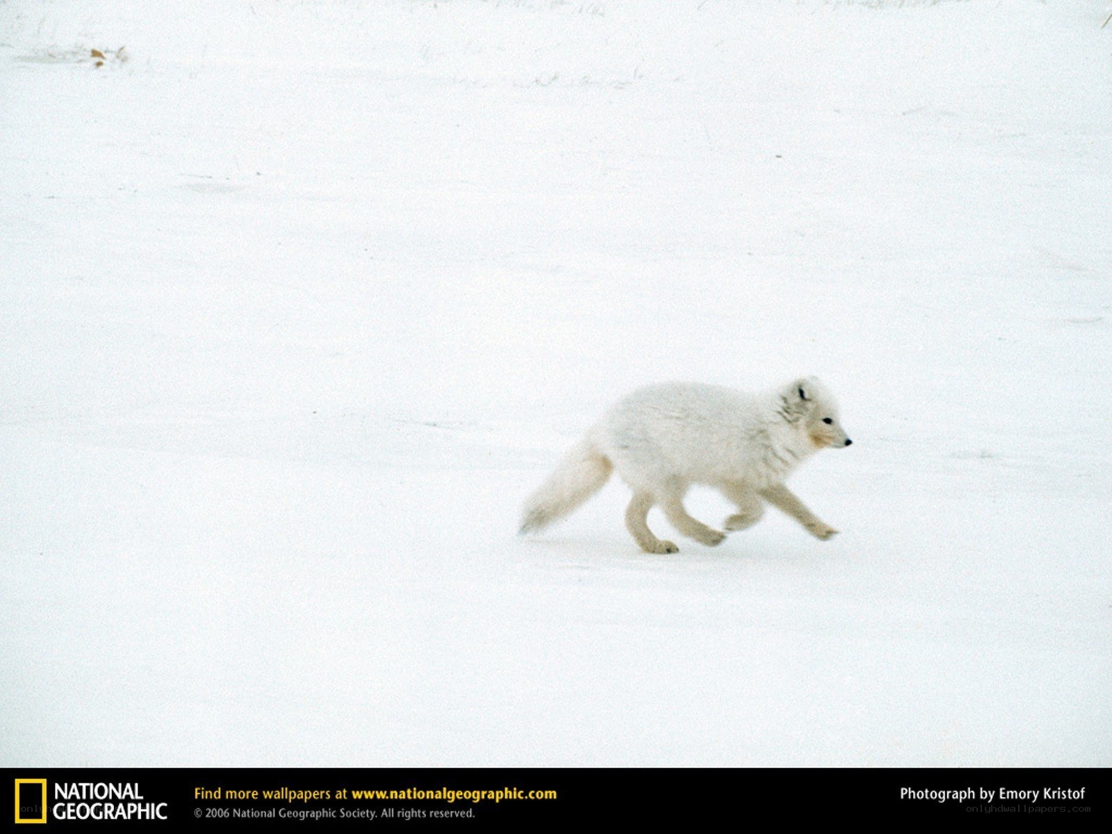 Arctic fox in snow