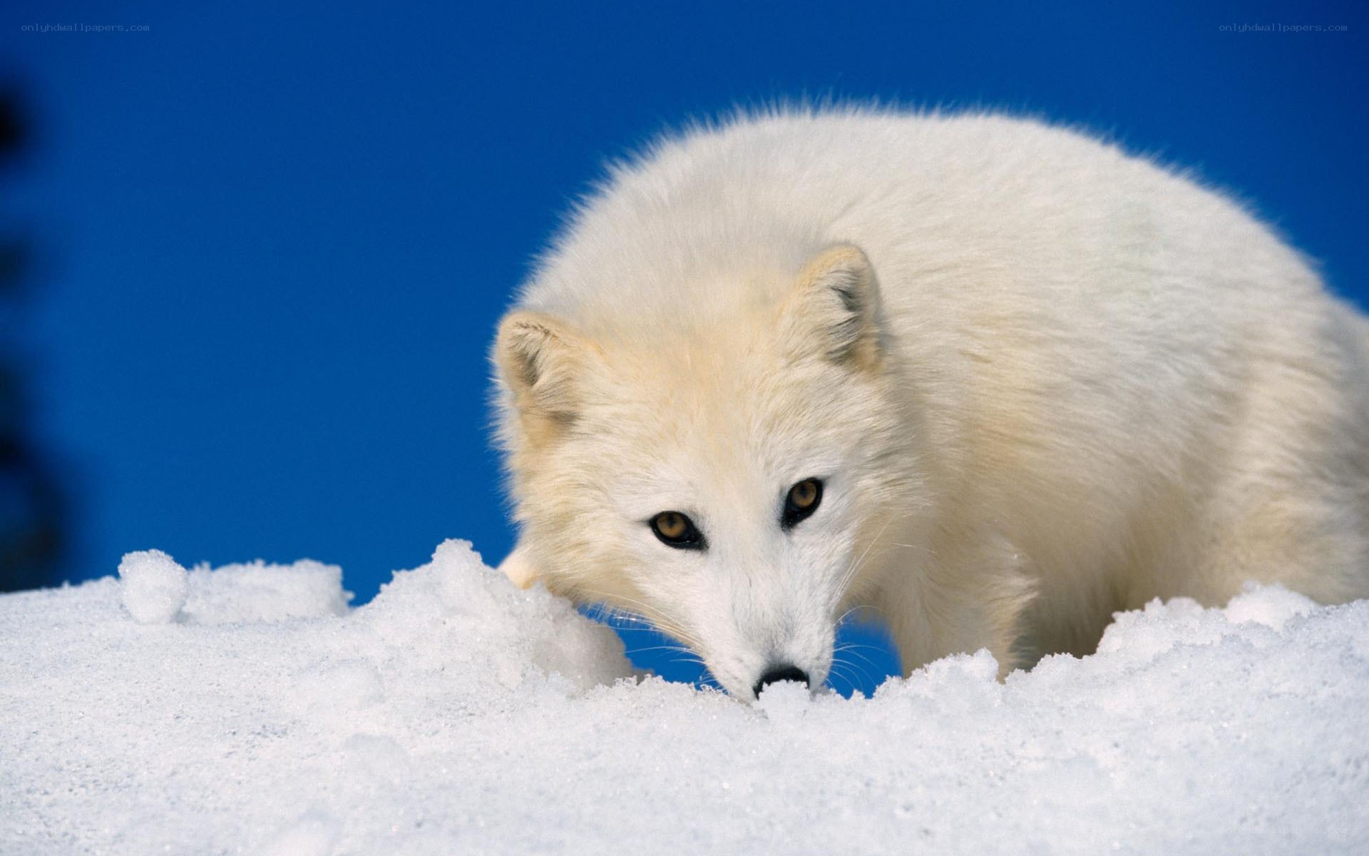 Arctic fox in snow