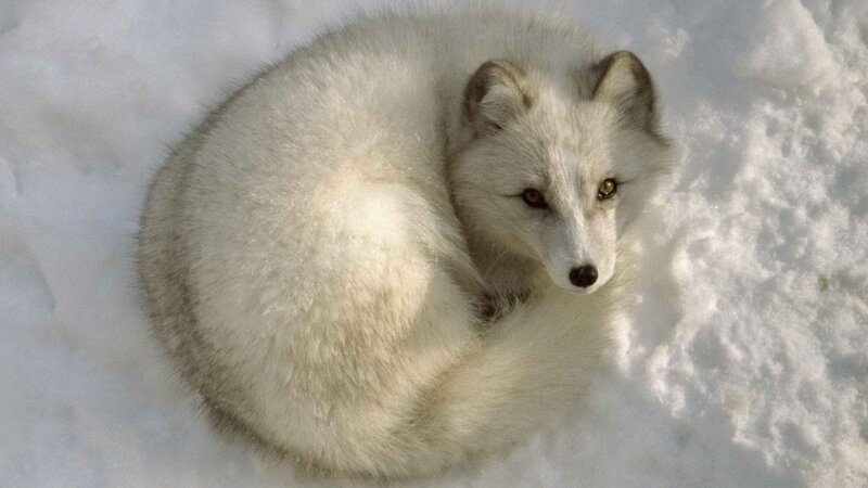 Arctic fox in snow