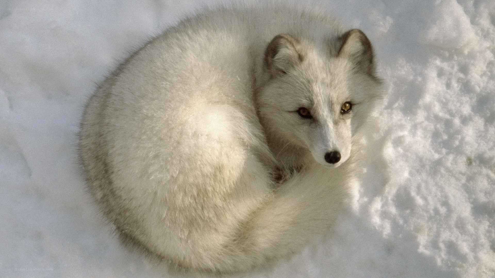 Arctic fox in snow