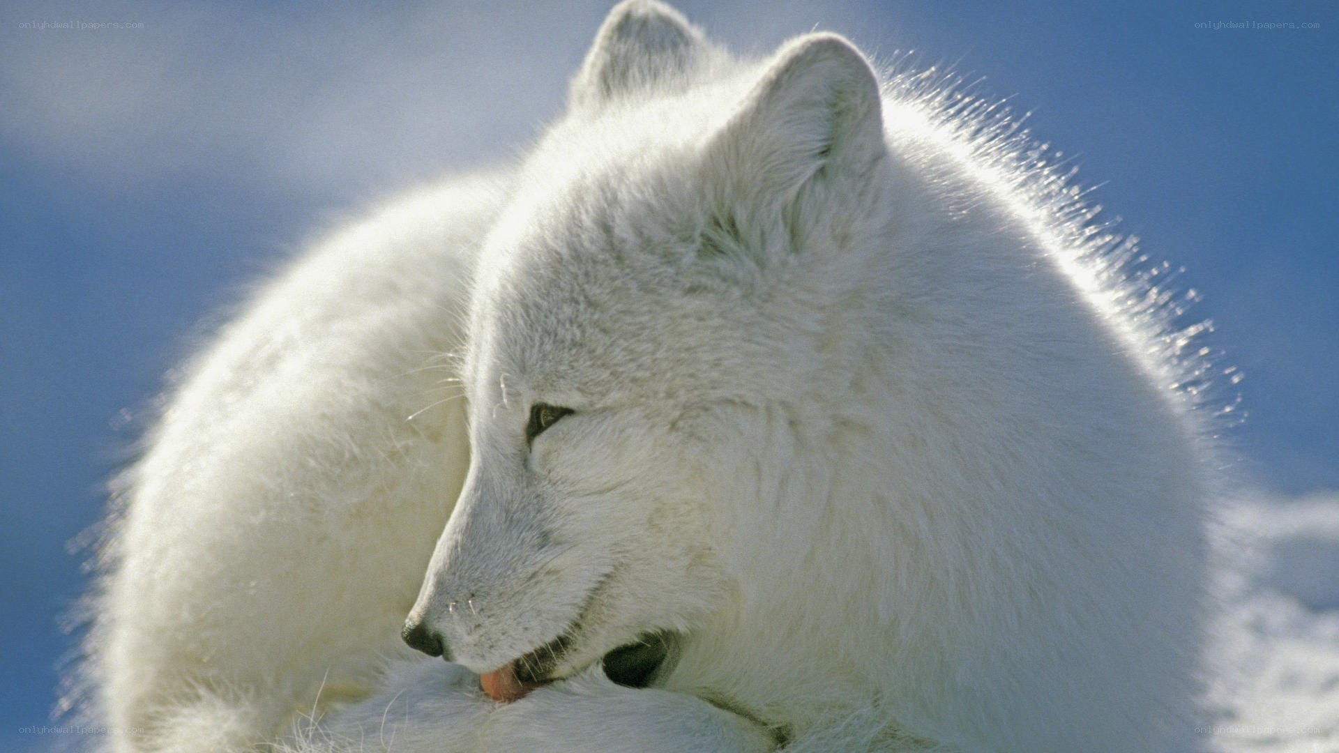 arctic fox in snow