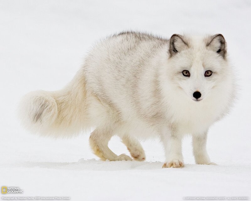 Arctic fox in snow