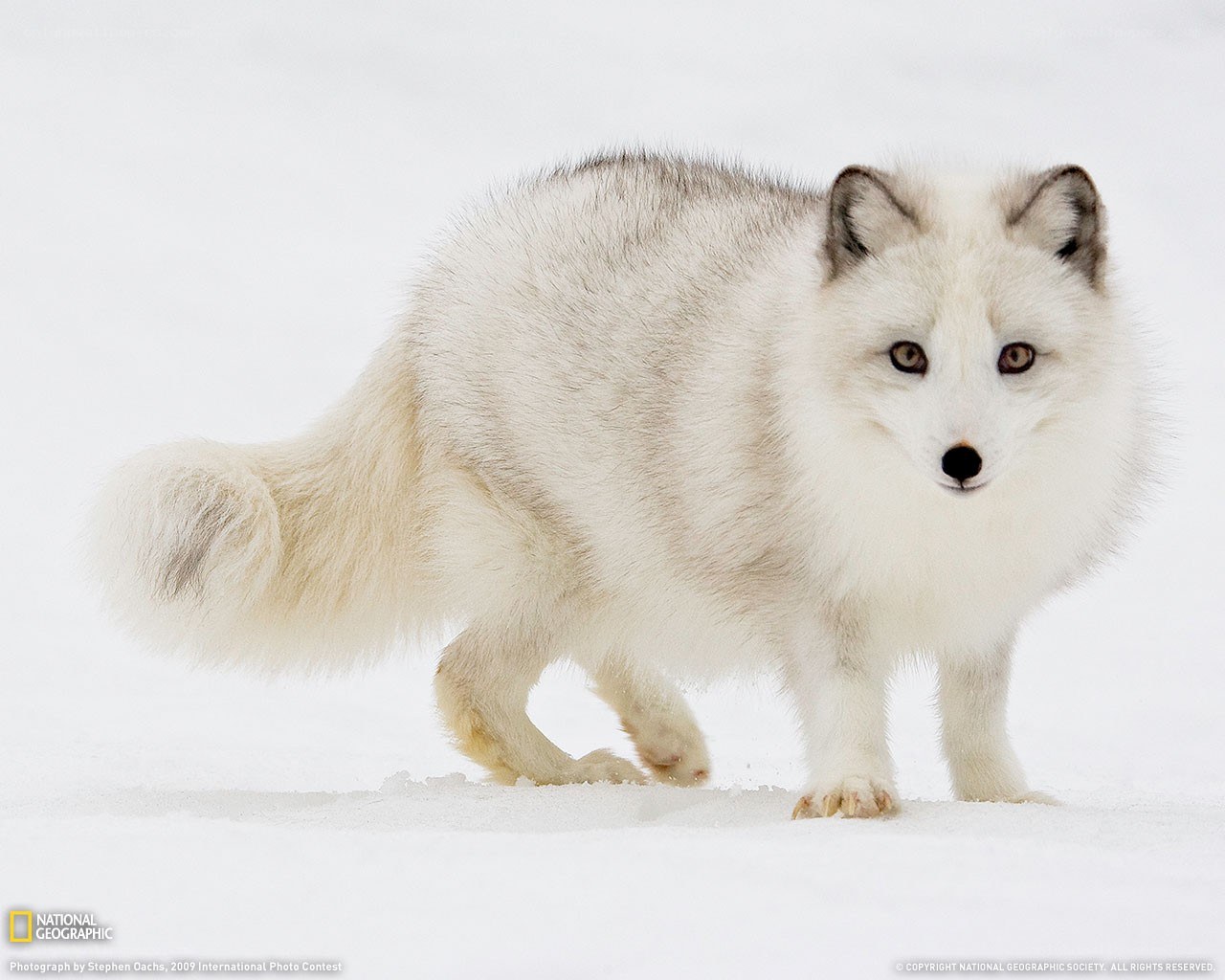 Arctic fox in snow