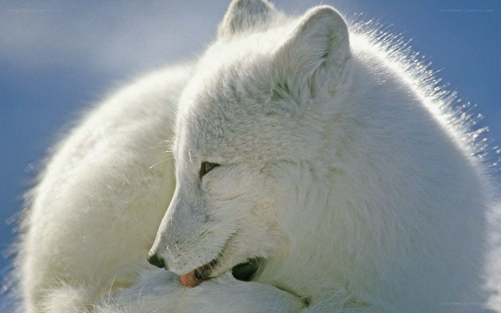 arctic fox in snow