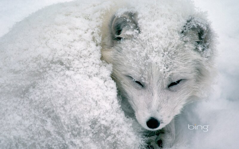 Arctic fox in snow