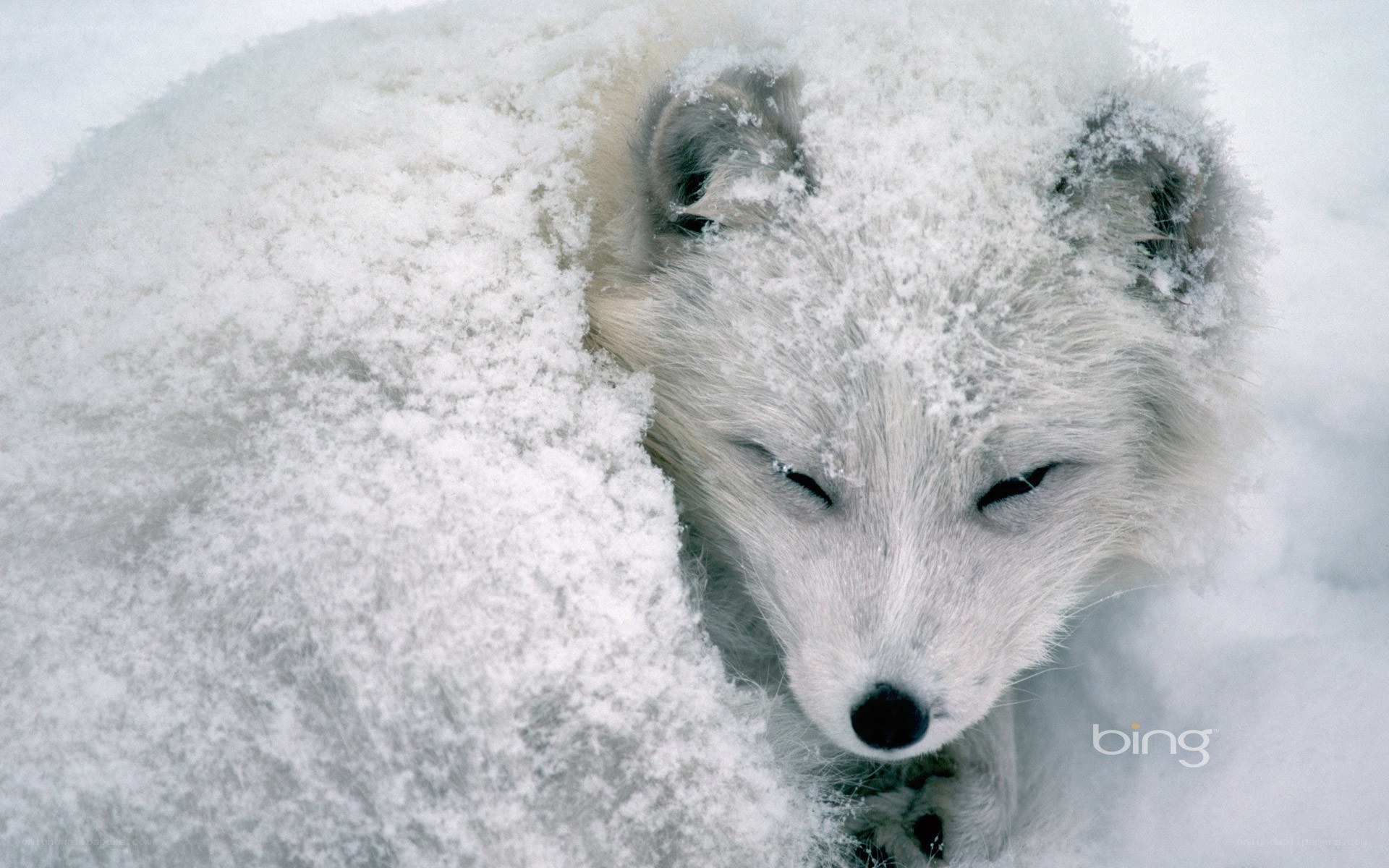 Arctic fox in snow