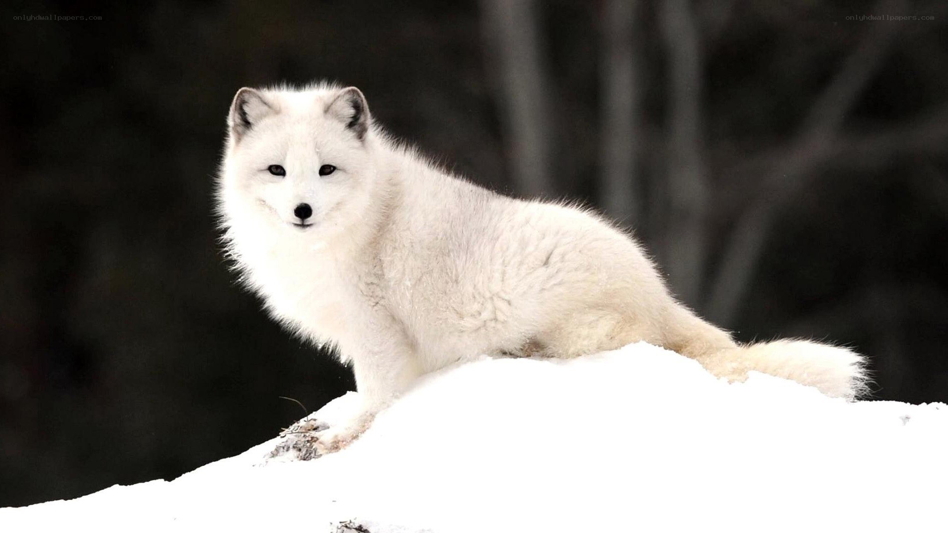 Arctic fox in snow