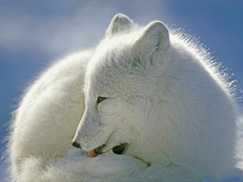 Arctic fox in snow