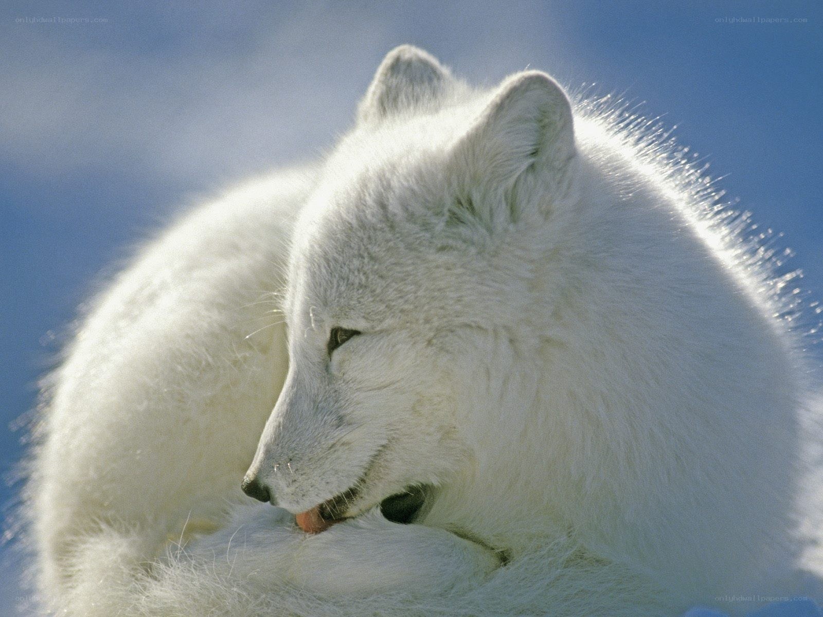 Arctic fox in snow