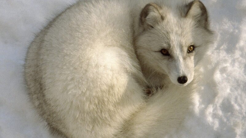 Arctic fox in snow