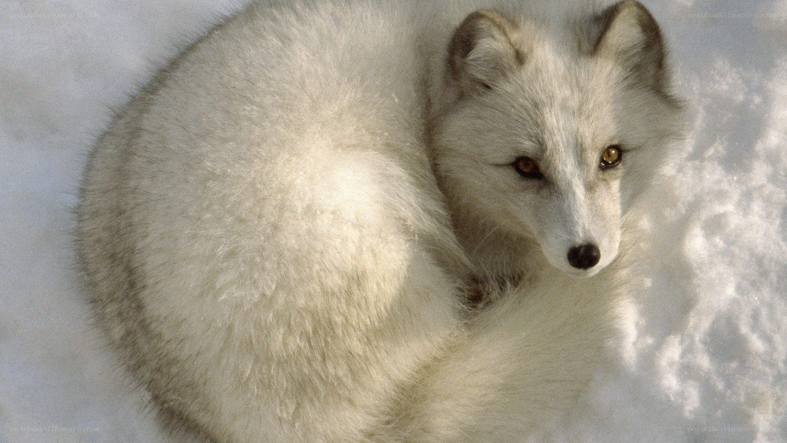 Arctic fox in snow