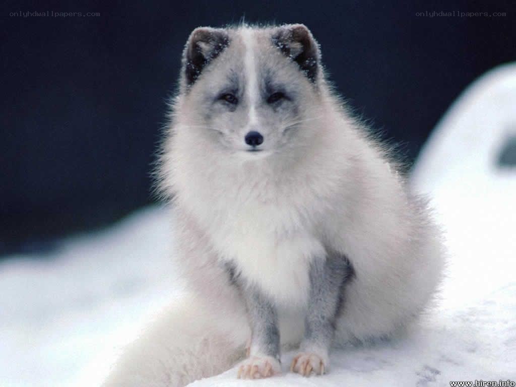 arctic fox in snow