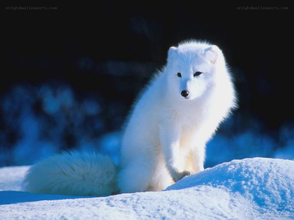 Arctic fox in snow