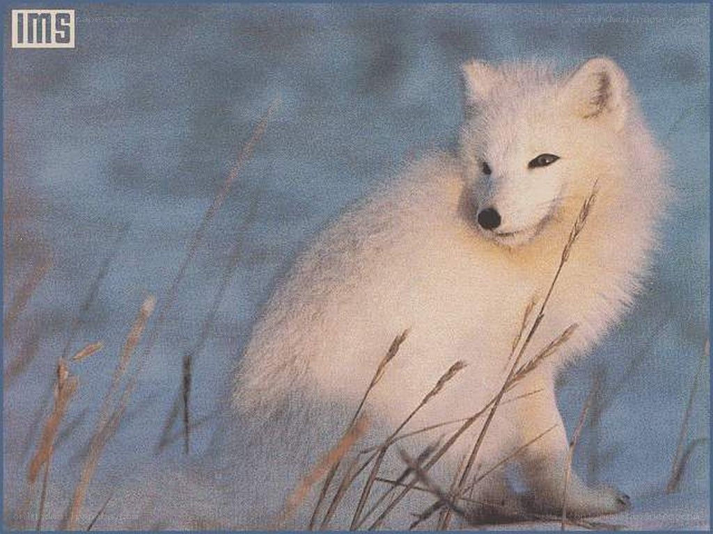 Arctic fox in snow