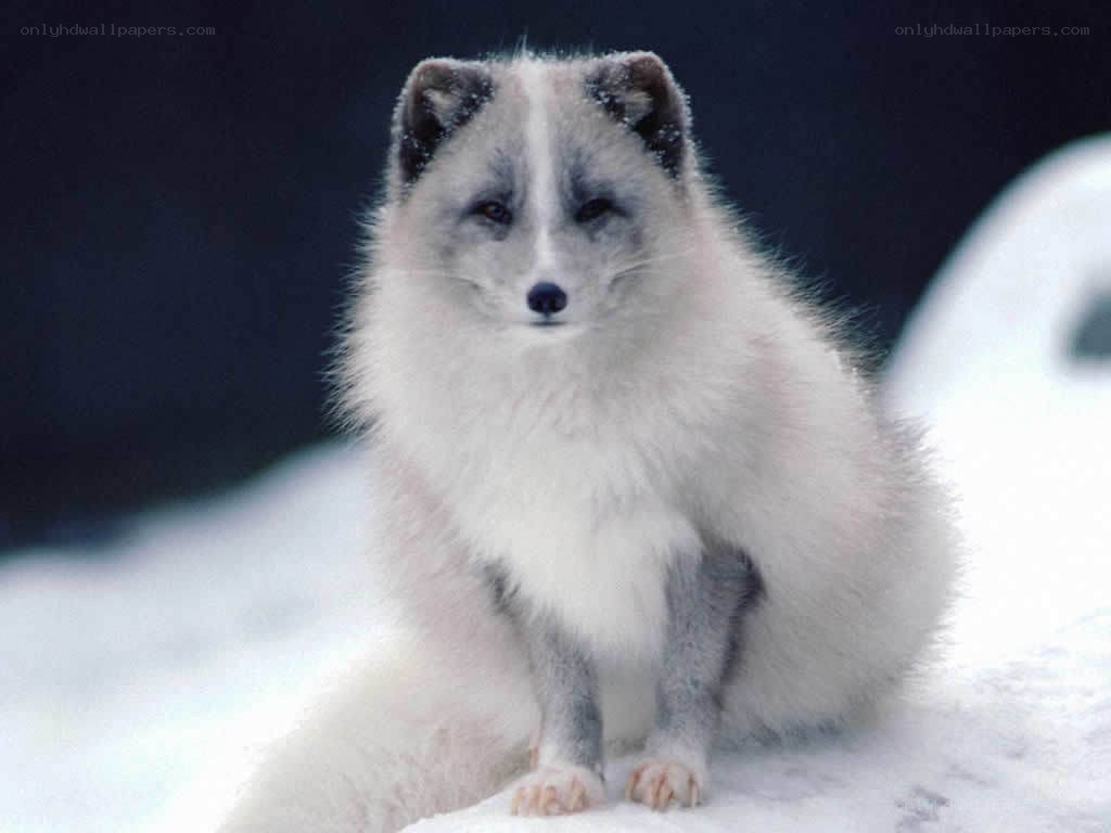 Arctic fox in snow