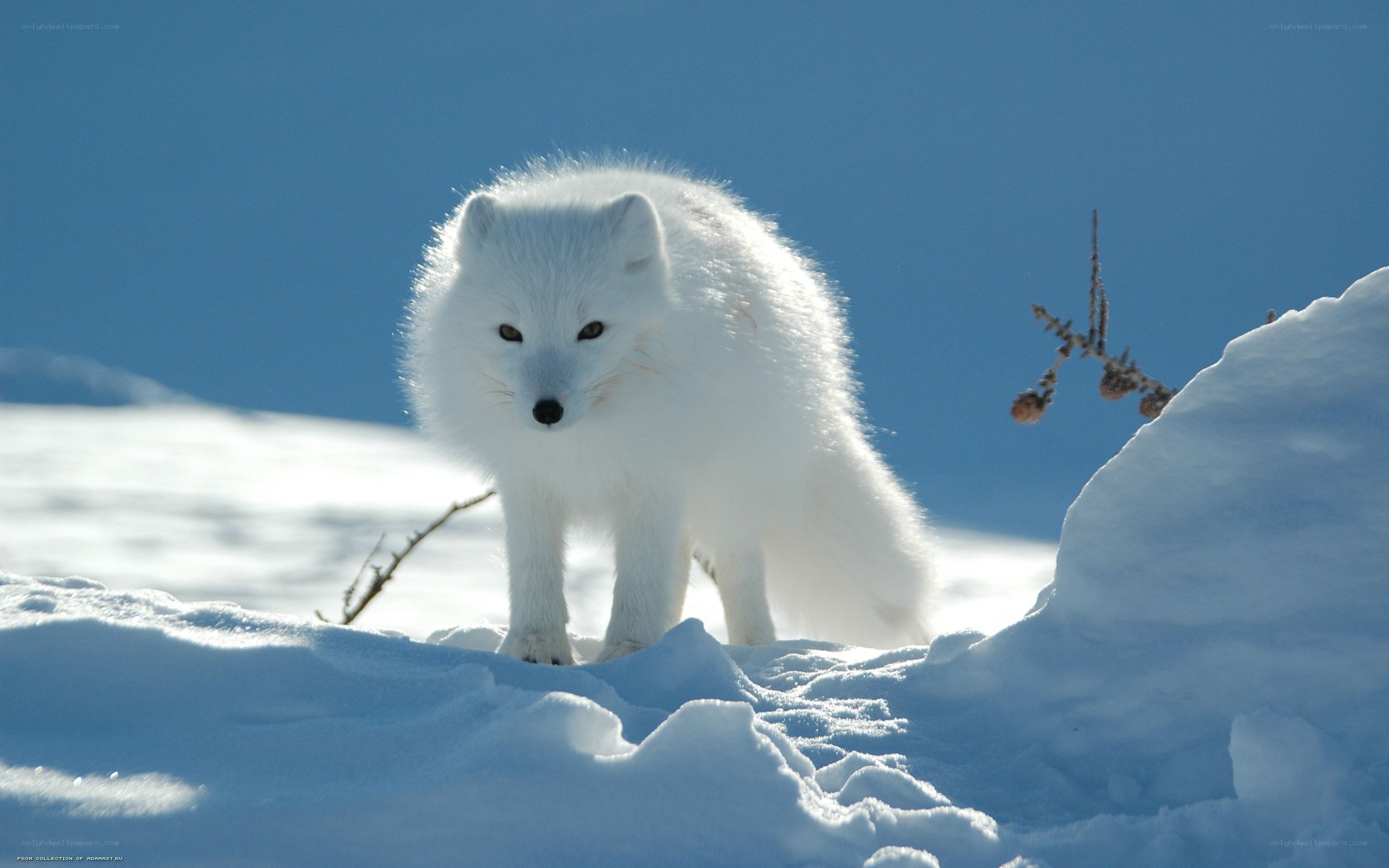 Arctic fox in snow