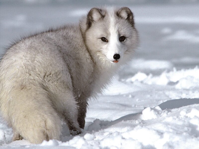 Arctic fox in snow