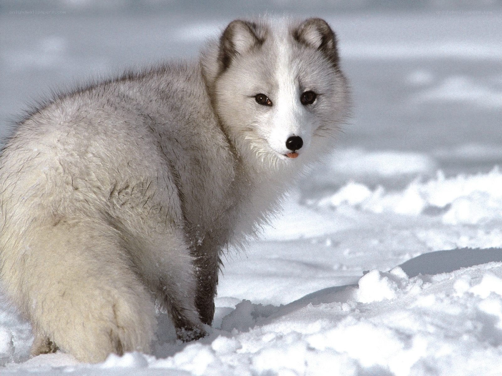 Arctic fox in snow