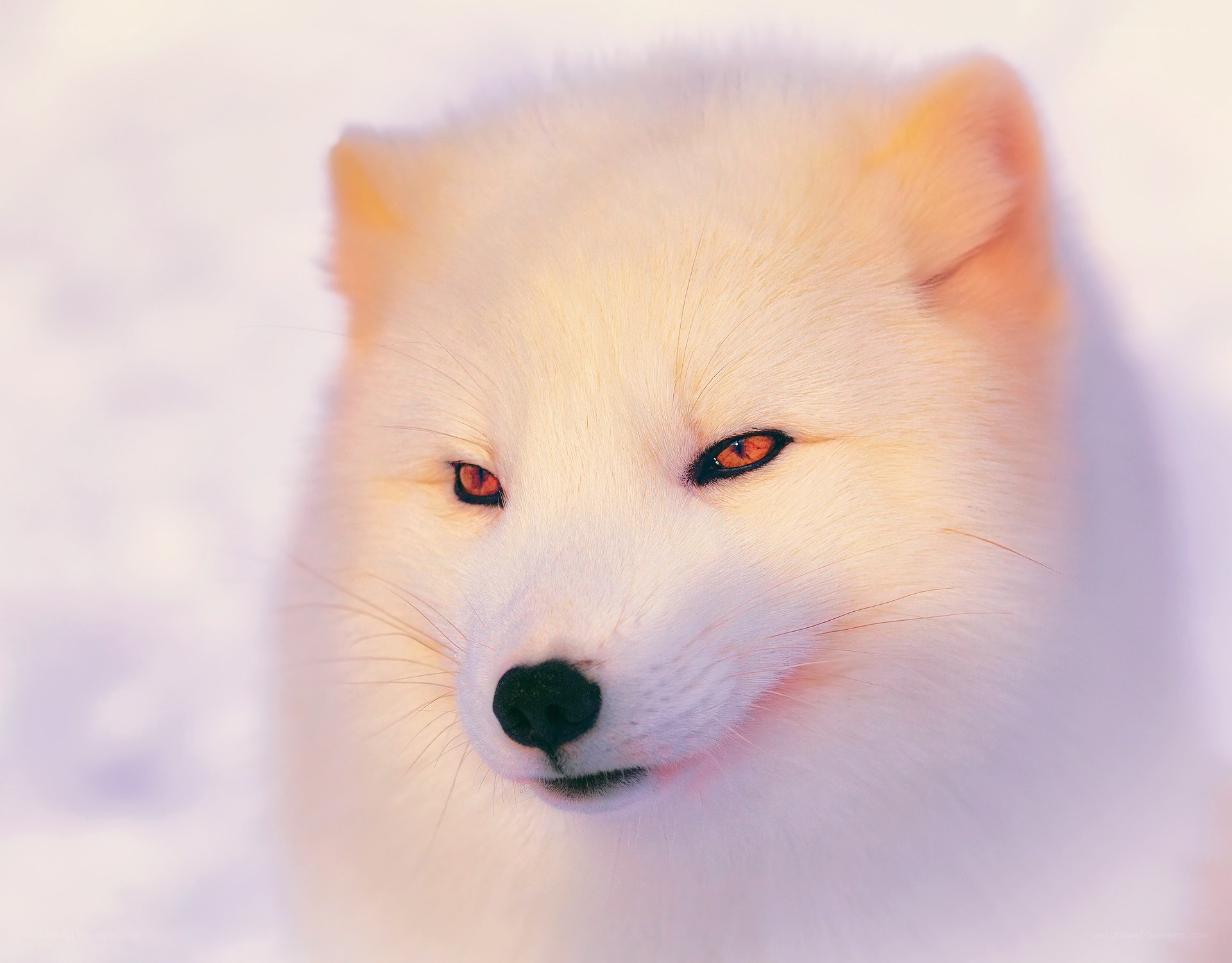 Arctic fox in snow