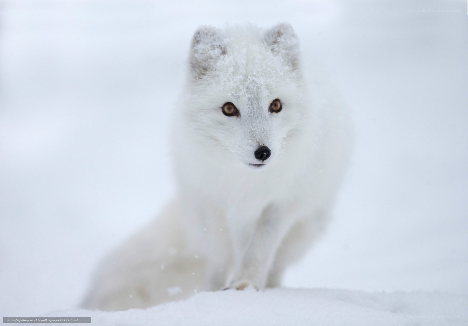 Arctic fox in snow