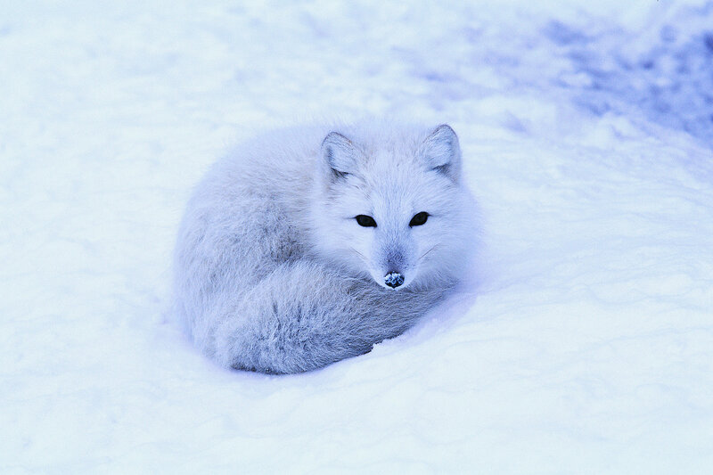Arctic fox in snow