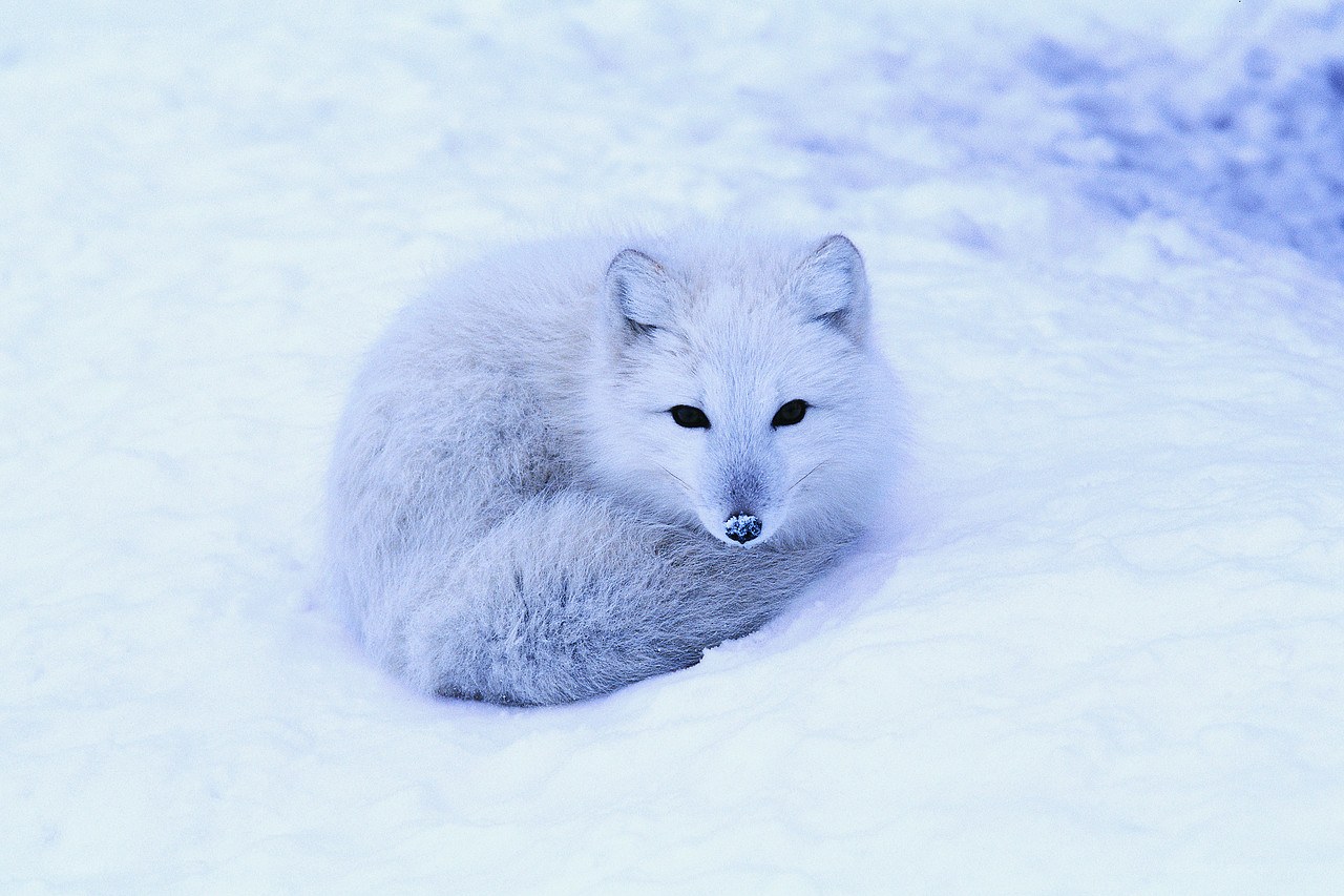 Arctic fox in snow