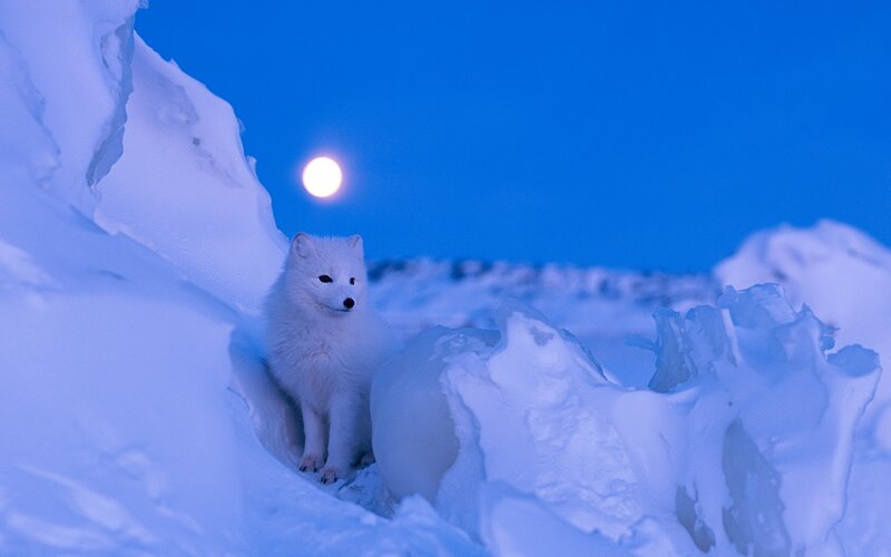 Arctic Fox in Snow — Blue, Serene, Night