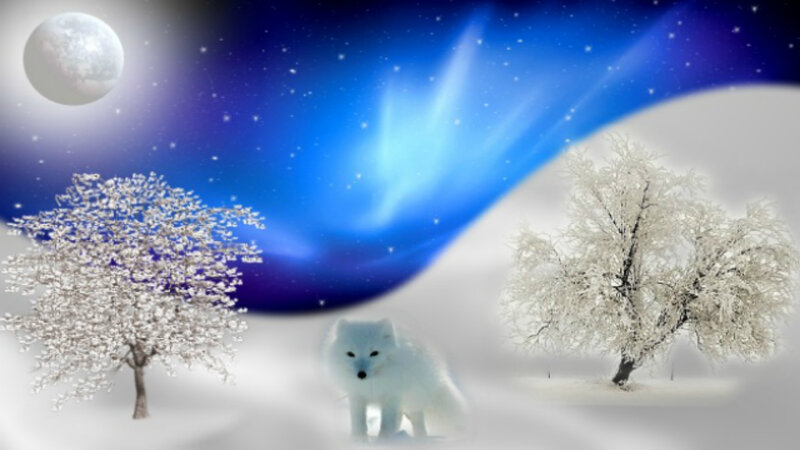 Arctic Fox in Snow — Blue, Serene