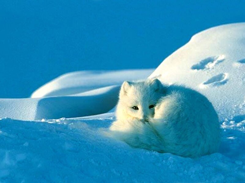 Arctic Fox in Snow — Blue, Serene, Winter