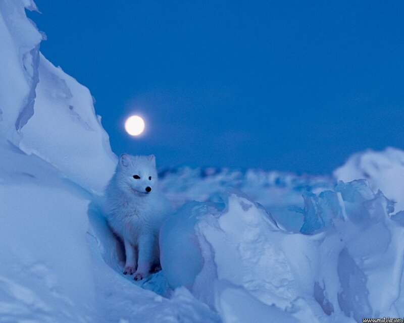 Arctic Fox in Snow — Blue